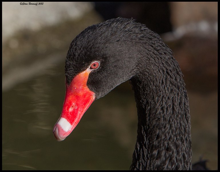 _5SB7987 black swan portrait.jpg - Captive Black Swan
